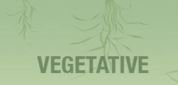 Vegetative